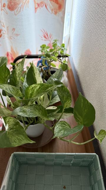 My pothos being just a few leaves without any long vines