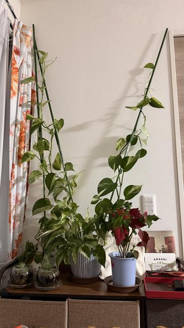 The same pothos with three very long vines growing on some bows up the wall