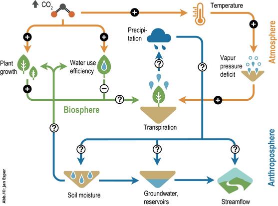 Schaubild: Die Wechselwirkungen zwischen Pflanzen, Klima und Umwelt sind komplex und kontrollieren auch die Transpiration und Wassernutzungseffizienz von Pflanzen. (Abb./©: Jan Esper)