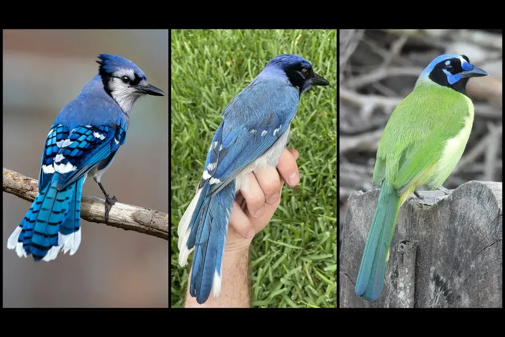 A male blue jay on the left, a female green jay on the right and a hybrid offspring of the two species in the center which has the body and markings of both.