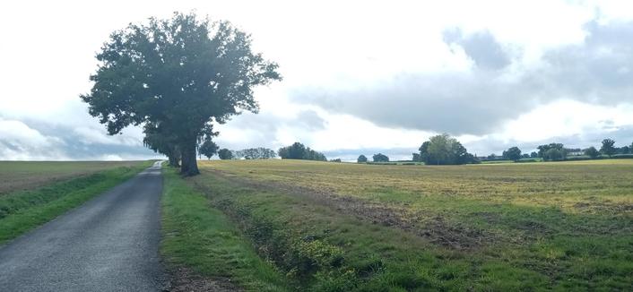 Une petite route goudronnée monte le long d'un champ, avec quelques arbres sur la droite