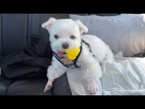 愛犬がパパの事を完全に飽きてしまいました…