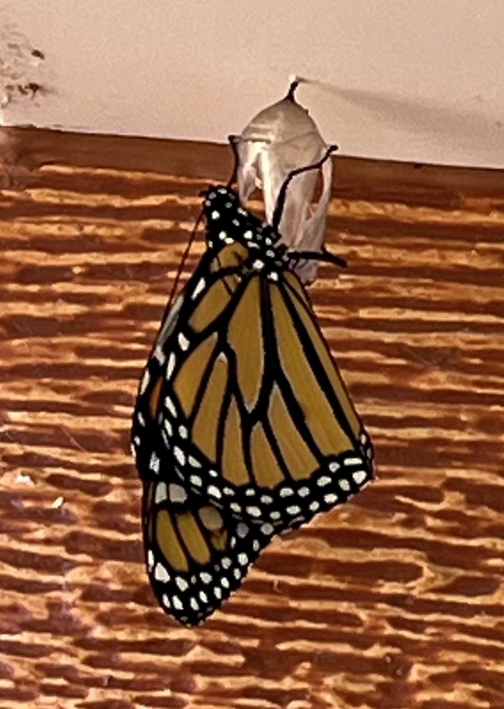 newly emerged monarch