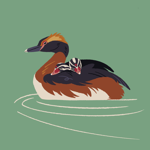 A painting of a horned grebe swimming through mint greent water, with a couple of its babies sleeping on its back.