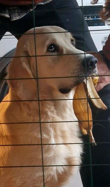 En Golden retrievervalp med ett bananskal i munnen som tittar svett uppåt bedjande/skyldigt mot en person som försöker lura av honom det. 
Vovven sitter bakom ett kompostgaller.