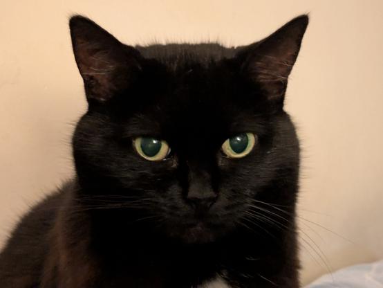 Black cat, with a white bib