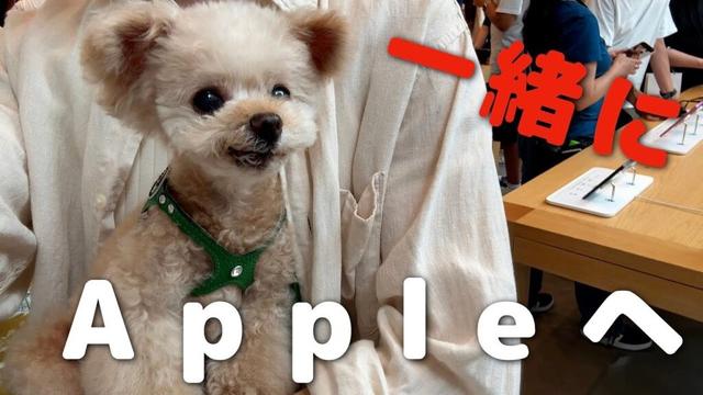犬も店内OK！？一緒にiPhone17ProMax買いにいってきました！【トイプードル】