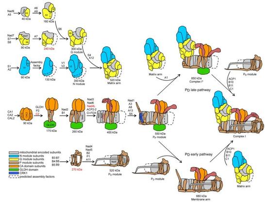 Proposed assembly pathways of mitochondrial complex I (CI) in maize.