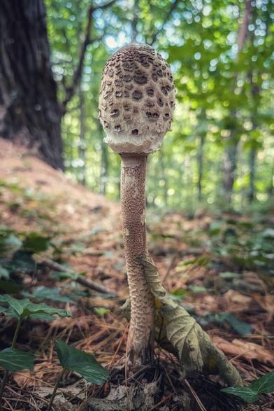 A close-up, low-angle shot of a single parasol mushroom growing out of the forest floor. The mushroom has a tall, slender, textured stalk and a textured, rounded cap. The forest floor is covered in fallen leaves and pine needles. In the background, out of focus, are the trunks of large trees and green foliage.