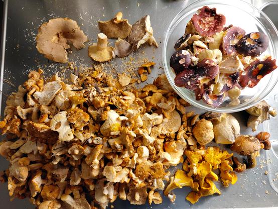 Kulhossa yläoikealla punaisia haperoita joista osa tiriseekin jo pannulla. Niiden alapuolella muutaman tattia ja pieni läjä keltaisia kantarelleja vasemmalla. Niiden vieressä vasemmalla huomattavasti isompi läjä lampaankääpää ja niiden yläpuolella muutama rouskua. *rOuskiSta* Vähän muruakin keittiön metallisen pesualtaan päällä.