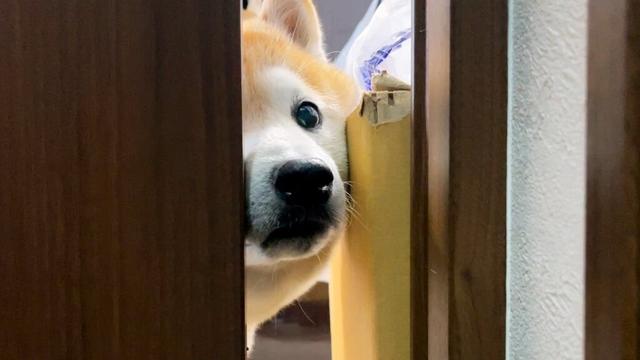 柴犬の部屋の戸を少し開けたまま、しばらく放置しておくと・・・