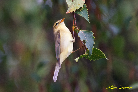 A Chiffchaff hanging from Silver Birch leaves