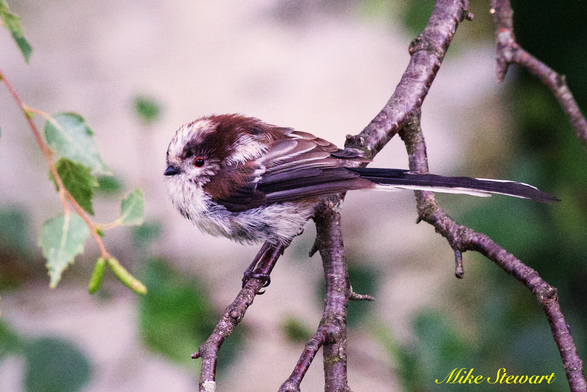 A Long Tailed Tit in the silver birch