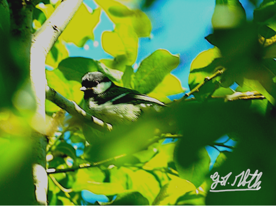Une mésange sur une branche d'arbre en mai
A chickadee on a tree branch in May