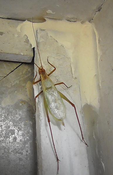 Tree Cricket. Has one long antennae, its mate is partially broken off. Mostly clear, silvery wings folded over back. Has the classic long cricket legs in the rear. Legs and head are light brown.