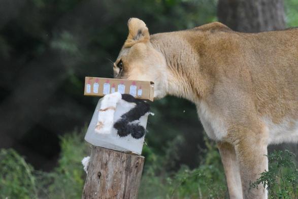 In the image, a lion is standing on a patch of grass next to a wooden post. The lion is holding a cardboard box in its mouth. The box appears to be made of cardboard, as it is lightweight and rectangular in shape. The scene is set in a natural environment, with trees and foliage visible in the background.