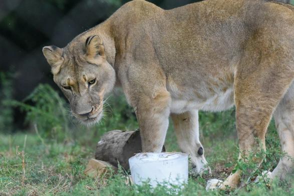 In the image, a majestic lion is the main subject, standing in a grassy area with its body partially hidden behind a tree. The lion has its head turned towards the camera, giving an interesting perspective on the scene. The background is filled with an abundance of trees, providing a natural habitat for the lion. The lion appears to be standing next to a container or a bowl, which adds a unique element to the scene.
