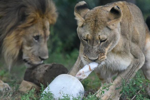 In a grassy field, a lion and a lioness are present. The lioness is standing on all fours, while the lion is lying on its back, seemingly resting. The lioness holds a large bone in her mouth, suggesting that she has recently caught a prey item. The other lion, with a lighter coat, watches the scene from its own position, possibly observing the lioness and the bone she has acquired. The background appears to be a natural setting, with trees and bushes in the vicinity.