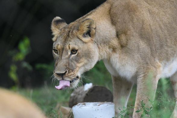 A young lion is standing in a field, its mouth open as it licks the edge of a white bucket filled with water. The bucket is situated towards the right side of the image, and the lion is positioned on the left side, facing towards the center. The scene captures the lion's playful and curious nature.
