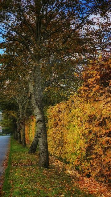 A photograph capturing an autumn street scene. A row of trees with sparse brown leaves lines the left side of a paved road. The main focus is on a tall hedge on the right, which is covered in a vibrant array of golden, orange, and brown leaves. The ground is covered in a dense layer of fallen leaves, and the sky is a mixture of blue and grey clouds.
