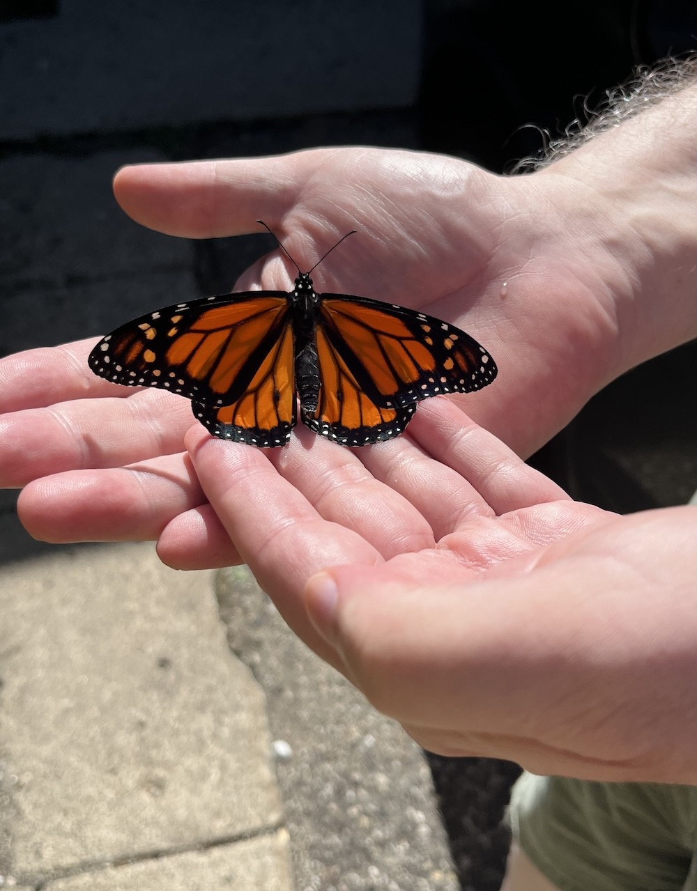 monarch