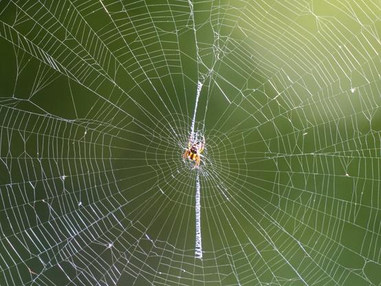 A small spider, in the centre of its web, backlit by sunlight, against a blurred green background