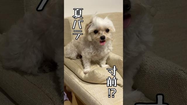 残暑が厳しい‥🥵　#maltese #マルチーズ #犬のいる生活