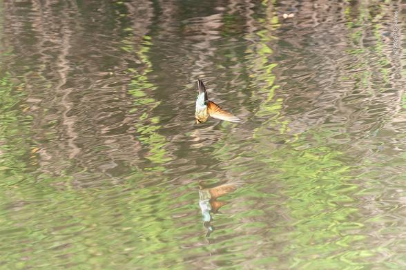 A rainbow bee-eater split seconds before diving vertically into a billabong for a bath. I think the idea is to scare any parasites to death, then just rinse them off.