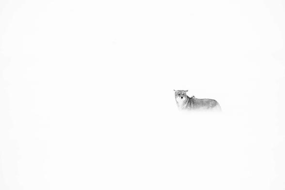 A coyote standing in blowing snow during a snowstorm in Grand Teton National Park.