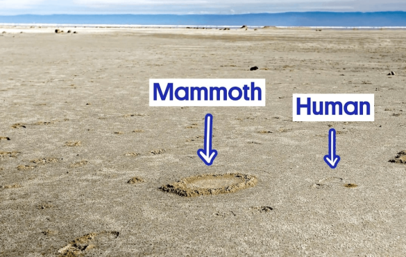 A sandy beach with labeled fossilized footprints showing mammoth and human tracks side by side at White Sands National Park.