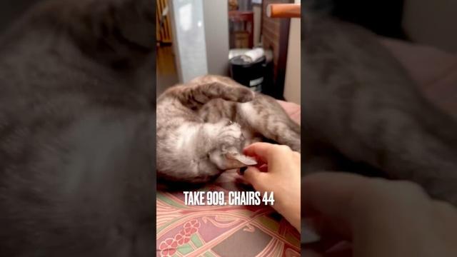 #秋の日差しが気持ちいい #朝寝猫 #寝たふりですか #薄目を開ける猫 #にゃんもないと #egyptianmaucat #エジプシャンマウ #エジプシャンマウスモーク #shorts