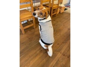 【島根県松江市】保護犬との出会いから生まれた「cafe wagging tail」がオリジナルドッグウェアを発売 - STRAIGHT PRESS[ストレートプレス]
