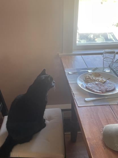 a black cat sits on a small dining room chair like a person. She is looking at a plate of eggs and back bacon