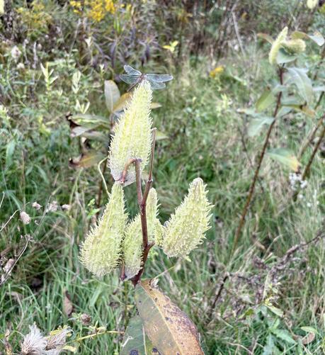 A brown dragonfly with silvery wings perches on a cluster of 4 milkweed pods, surrounded by grasses and other wild plants.