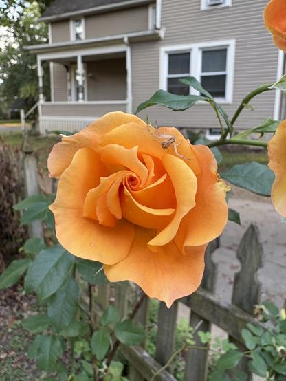 A small green crab spider is perched on a vibrant orange rose blossom.