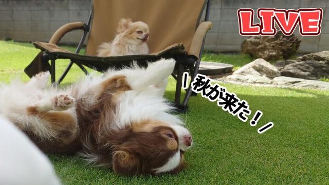 【Live】ようやく涼しくなってきた!チワワたちと久しぶりのお庭雑談【ブリーダー】