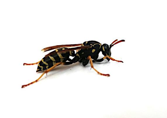 Foto van wespachtig insect