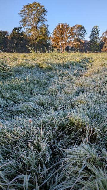 Frosty grass on a sunny morning.
