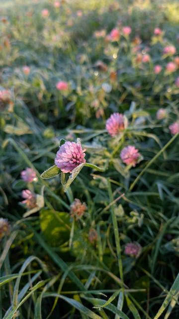 Frosty grass and clover flowers zoomed in.