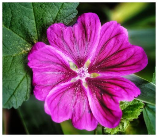 Close-up photograph of a vibrant pink mallow flower in full bloom, showcasing intricate petal textures and deep magenta veins radiating from the centre. The flower is surrounded by broad, green, slightly serrated leaves, with natural light highlighting the delicate details and subtle colour gradients of the petals.