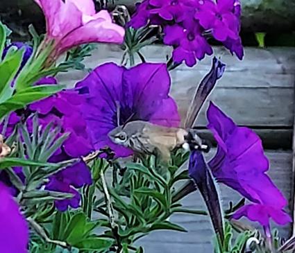 Kolibrievlinder bij paarse bloem.