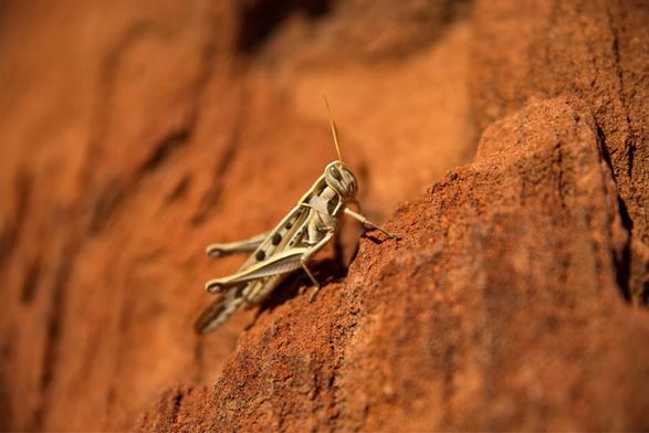 Grasshopper on the red rock