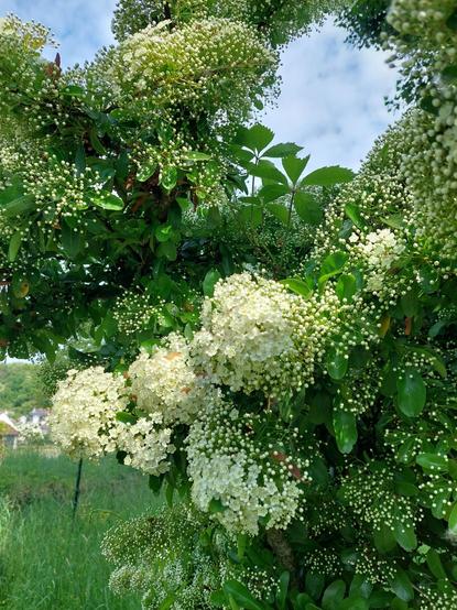 Arbustes tout en  Nuages de fleurs blanches printanières