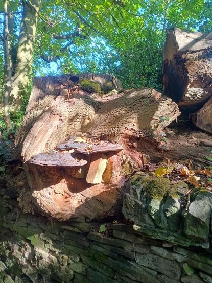 The wall, the bracket fungus and the tree stump are in the foreground. Part of the felled tree is to the right. Other trees can be seen above and behind the stump, sunlight filtering through their leaves.