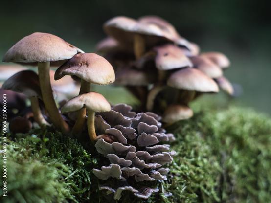 Pilze im Moos (Foto/©: Joachim Hofmann / stock.adobe.com)