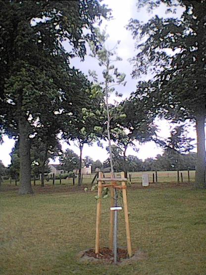 Frisch gepflanzter Baum in grünbrauner Rasenfläche, Im Hintergrund Himmel und Kronen anderer Bäume. Vor dem Baum steht ein kleines Erinnerungsschild auf ca. 1 Meter hohem Metallrohr.