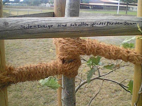 Frisch gepflanzter Baum in grünbrauner Rasenfläche, Detail der Anbindung an Dreibock aus Holzbaumpfählen. Querlatte mit Text :
Seitenzweige sind Schattenspender für den Baum