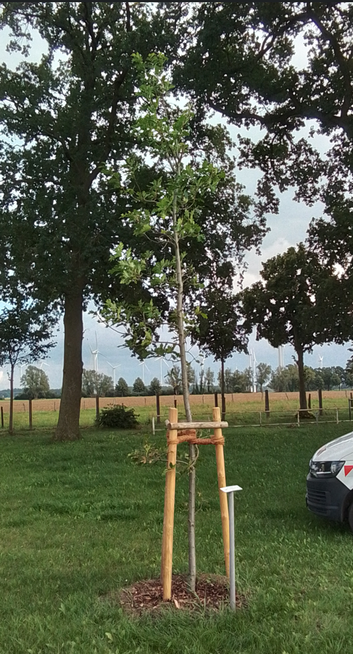 Gleicher Baum sechs Wochen später in grüner Rasenfläche, Im Hintergrund Himmel und Kronen anderer Bäume