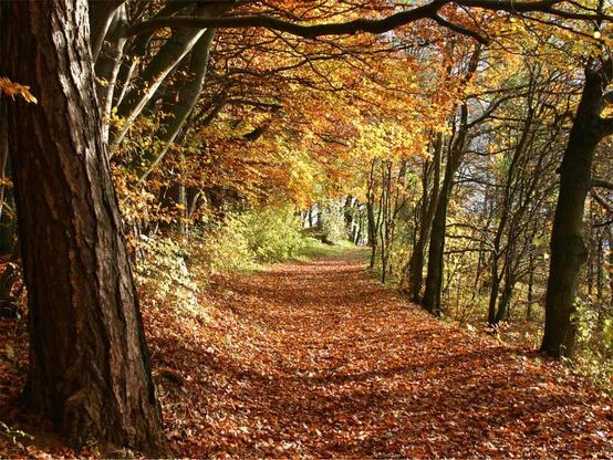 Das Foto zeigt einen Herbstwald, durch den ein mit abgefallenen Blättern bedeckter Weg führt