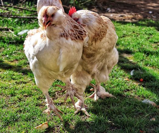 An older hen with a prominent red comb pecks at a younger hen, which is suspended mid-air in surprise. The younger hen’s outstretched foot, showing five toes, is clearly visible. Both hens have pale cream and white plumage and are outdoors on a patch of grassy ground, surrounded by green grass and scattered leaves in a natural garden setting.